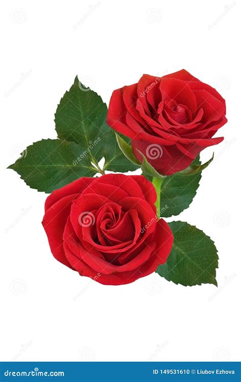 Two Red Roses On A White Background Isolated Stock Photo Image Of