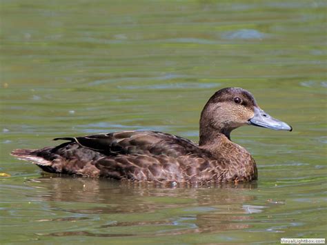 Identify North American Ducks Identify North American Ducks