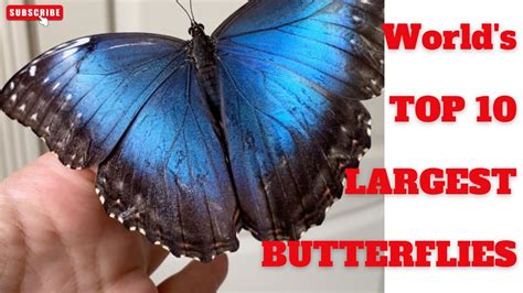 Largest Butterflies Biggest Butterflies In The World Youtube