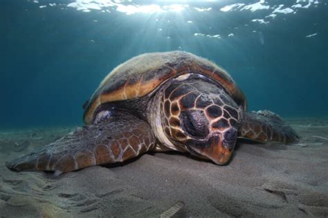 Loggerhead turtle • Caretta caretta • Reptile sheet