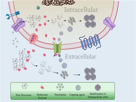 Frontiers Biogenic Synthesis Of Zinc Nanoparticles Their