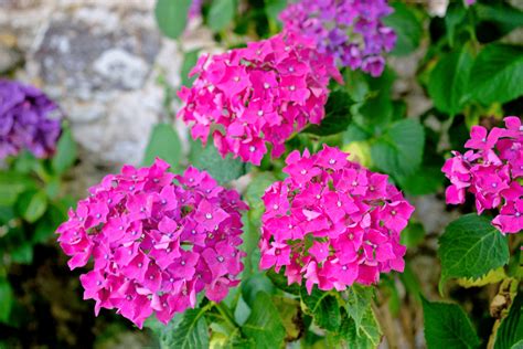 Voici Quand Et Comment Tailler Vos Hortensias Pour Obtenir De Belles