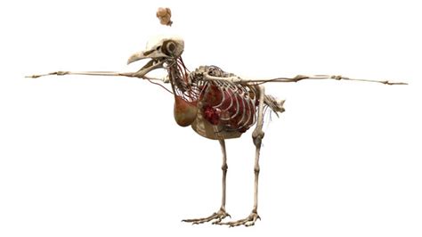 Seagull anatomy skeleton 3D model - TurboSquid 1525274