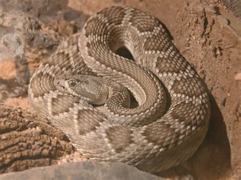 Crotalus Scutulatus Mojave Rattlesnake In Phoenix Zoo