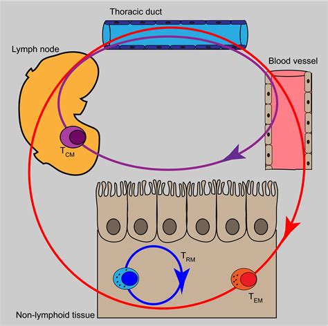 Implications Of Resident Memory T Cells For Transplantation American