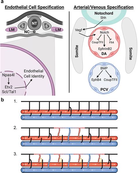 Diagrams Depicting The Specification Of Arterial And Venous Identity Download Scientific