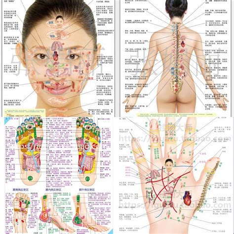 Full Body Reflexology Chart