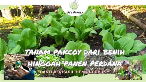 Cara Tanam Pakcoy Dari Semai Benih Hingga Panen Berkebundihalamanrumah