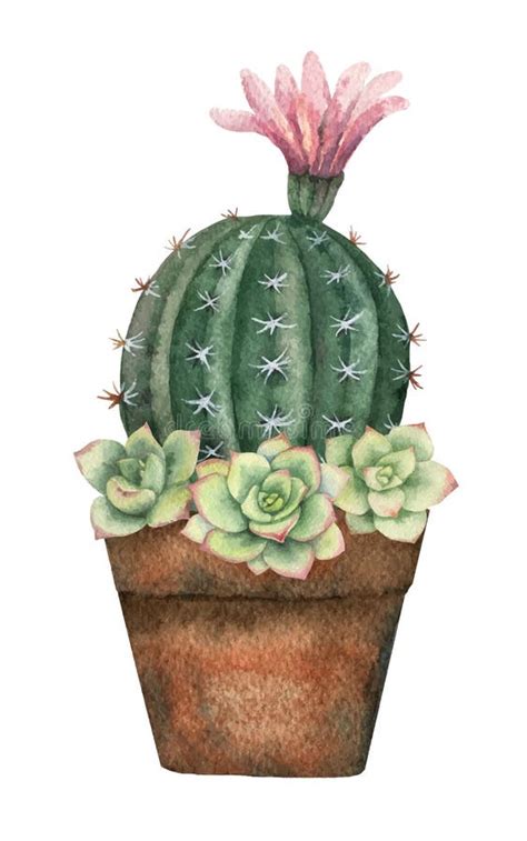 Composici N Del Vector De La Acuarela De Cactus Y De Succulents En Un