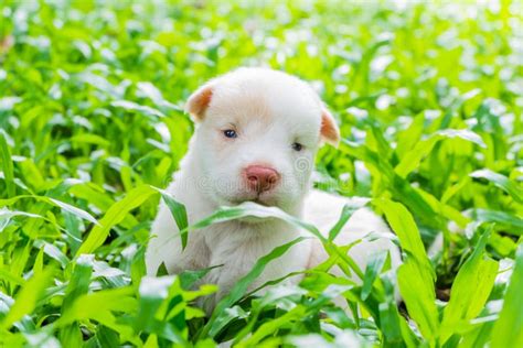 Cuánto tardan los cachorros en abrir los ojos y caminar Lo que