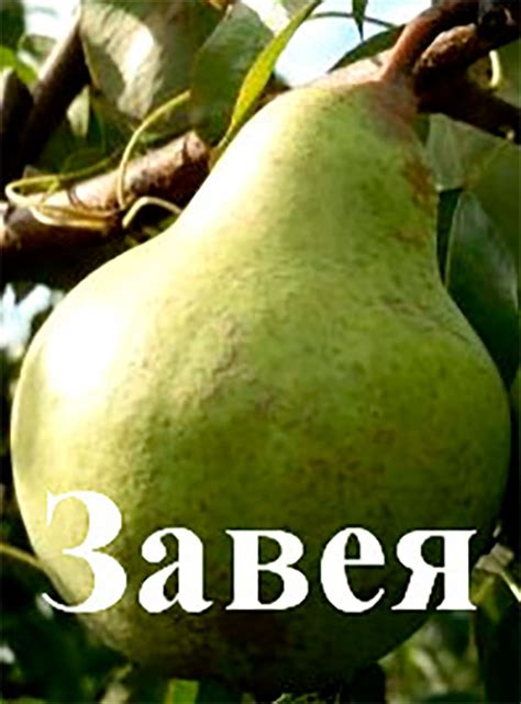 Купить Груша "Завея" Садоград 2хлетние саженцы — интернет-магазин ...