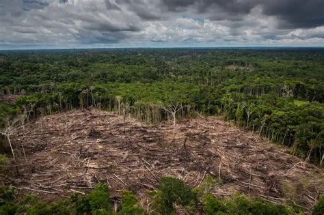 Informe revela deforestación ilegal en la Amazonía peruana Inforegión