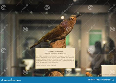 National Museum Of Natural History Amethyst Brown Dove In Manila