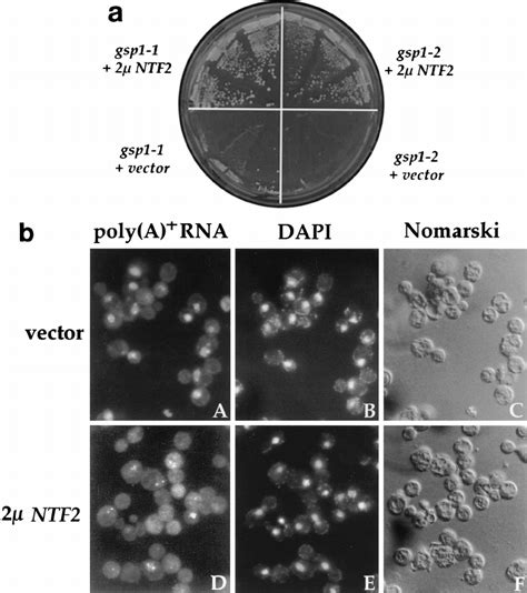 Overexpression Of NTF2 Partially Rescues Temperature Sensitive Defect