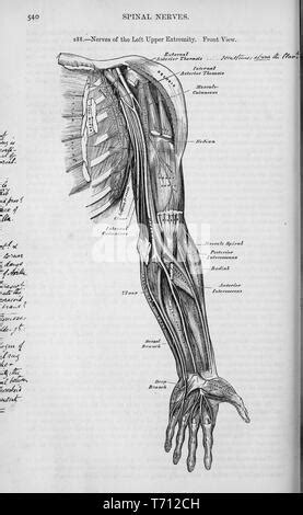 Anatomie Des Nerfs Du Membre Sup Rieur Bras En Vue Palmaire Photo