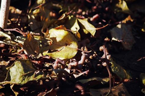 Fallen Japanese Raisin Tree Leaves Free Stock Photo Public Domain