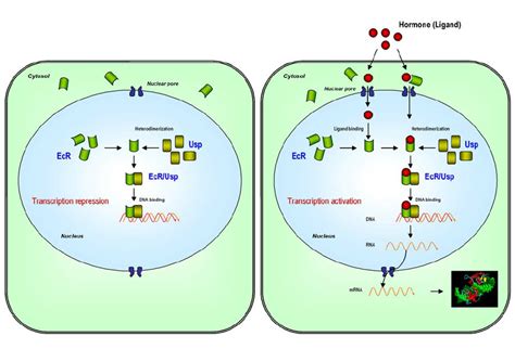 Hormone Signaling Pathway