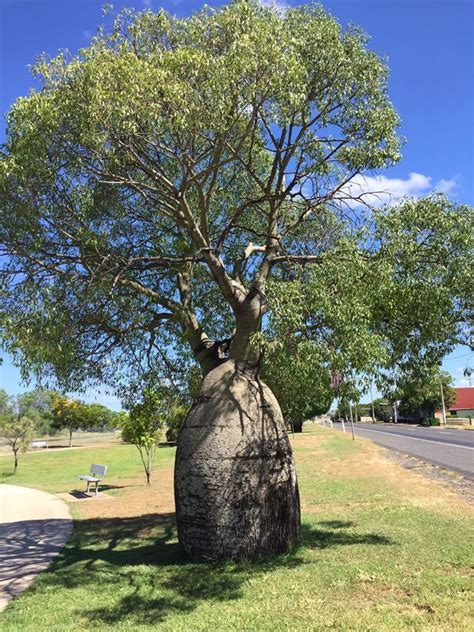 Plantfiles Pictures Narrow Leaf Bottletree Queensland Bottle Tree Australian Bottle Tree