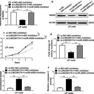 Knockdown Of BZW2 Inhibited Cell Proliferation And Promoted Cell