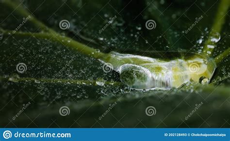 Grandes Gotas De Agua De Lluvia En Una Hoja Verde Imagen De Archivo