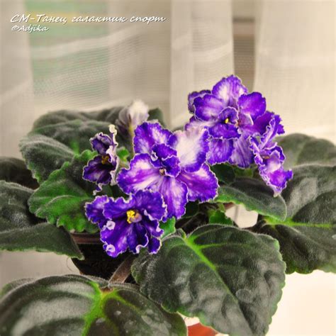 Танец галактик хим.спорт, на проверке | African violets, Saintpaulia ...