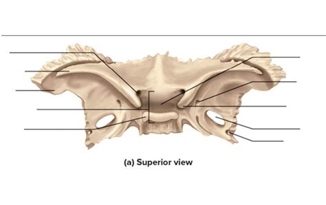 Sphenoid Superior Diagram Quizlet