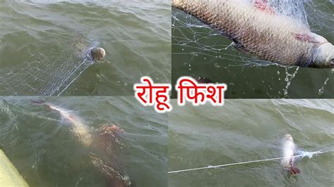 Very Big Rohu Fish Catching Fish Amazing Fish Rohu Hunting Catch