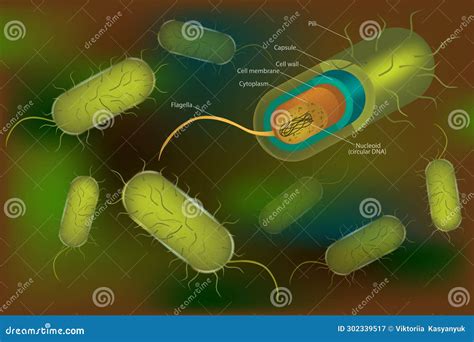 Bacterial Cell Anatomy Labeling Structures On A Bacillus Cell With