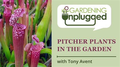 Gardening Unplugged Pitcher Plants In The Garden With Tony Avent