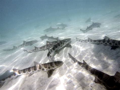 Leopard Shark Mouth