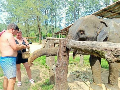 Khao Lak 3 Hours Guided Tour Of Elephant Sanctuary GetYourGuide