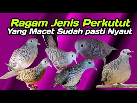 Macam Macam Suara Perkutut Lokal Gacor Pancingan Perkutut Cepat Nyaut