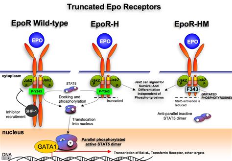 Gata Box Gene Transcription Laboratory Wikidoc