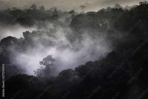 Cloud Forest At San Gerardo De Dota Costa Rica In The Talamanca