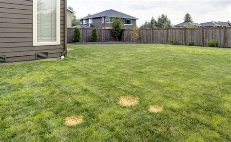 How Do You Get Rid Of Yellow Spots On Your Lawn