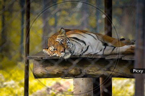 Image Of Tiger Relaxing Zh Picxy