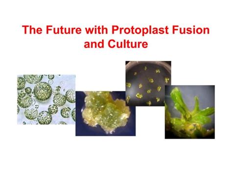 Protoplast Culture