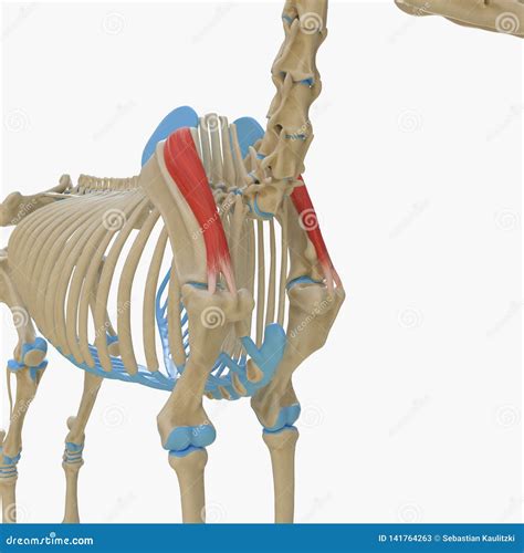 Supraspinatus Muscle Isolate On A Black Background Stock Photography