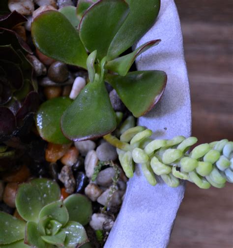 DIY Succulent Container Garden - My Uncommon Slice of Suburbia