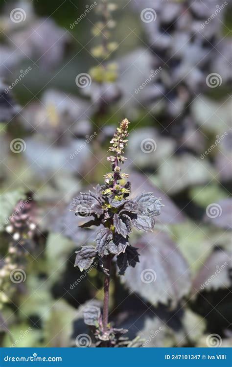 beefsteak plant stock image image  shiso basil brown