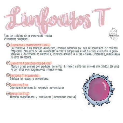 Linfocitos T | uDocz