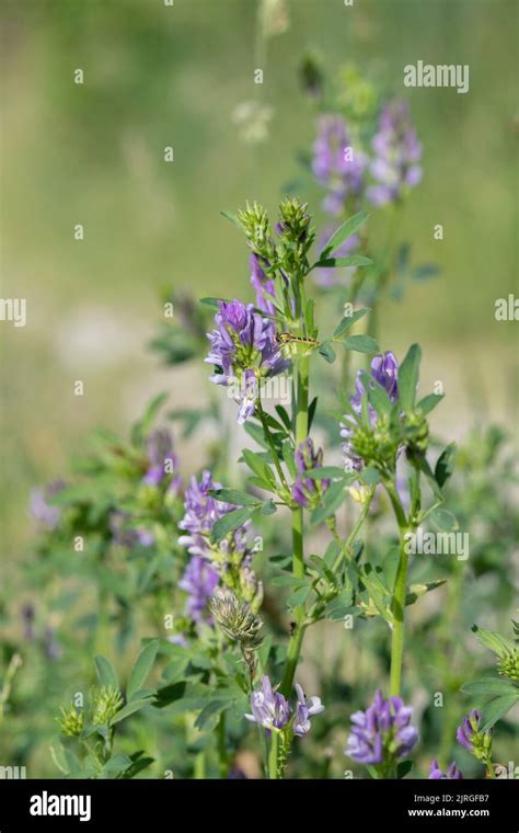 Purple Alfalfa Medicago Sativa Stock Photo Alamy