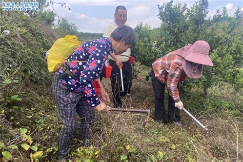 林下种豆 助推青神农业提质增效 Isenlincn