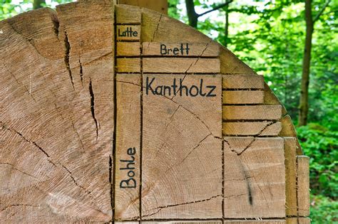 tree trunk log wood  photo  pixabay pixabay