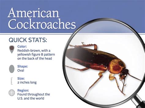 American Cockroaches Control Facts Information