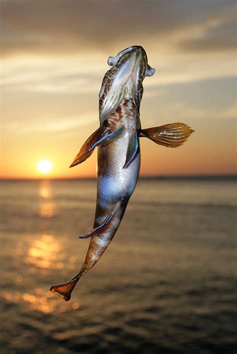 Рыба На Крючке Фото – Telegraph