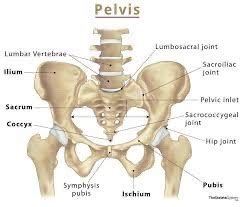 Anatomy Lec Intro To Pelvis And Pelvic Floor Flashcards Quizlet