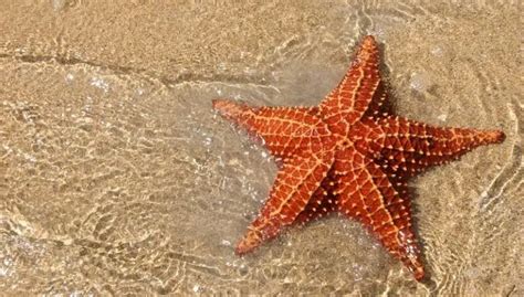 Incredible Starfish Facts Petculiars