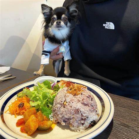 中倉隆道さんのインスタグラム写真 中倉隆道instagram「 ルフトと中目でランチしたー♬🐶🍽 Framesのランチ美味かっ