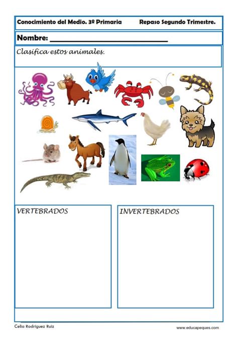 Ejercicios Conocimientos Del Medio Para De Primaria